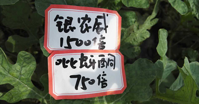 【探索】是什么讓黃蚜如此落??？