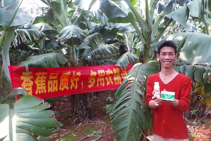 差距這么大， 是真的嗎？ 銀農(nóng)故事匯—香蕉篇