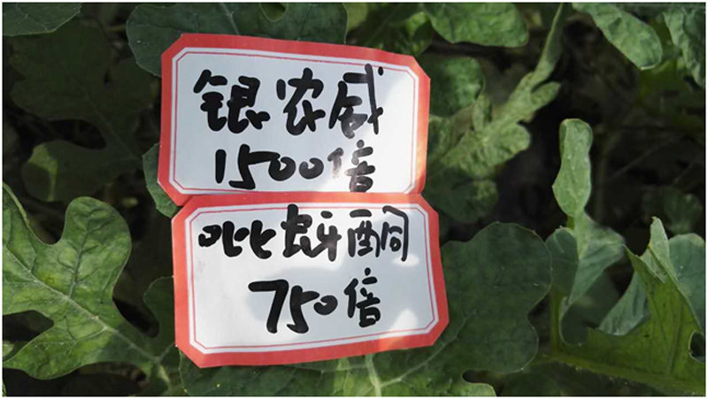 【探索】是什么讓黃蚜如此落??？