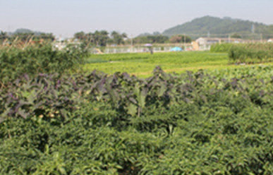 菜地難種、施肥低效、薊馬高發(fā)，咋辦？這里有高招！