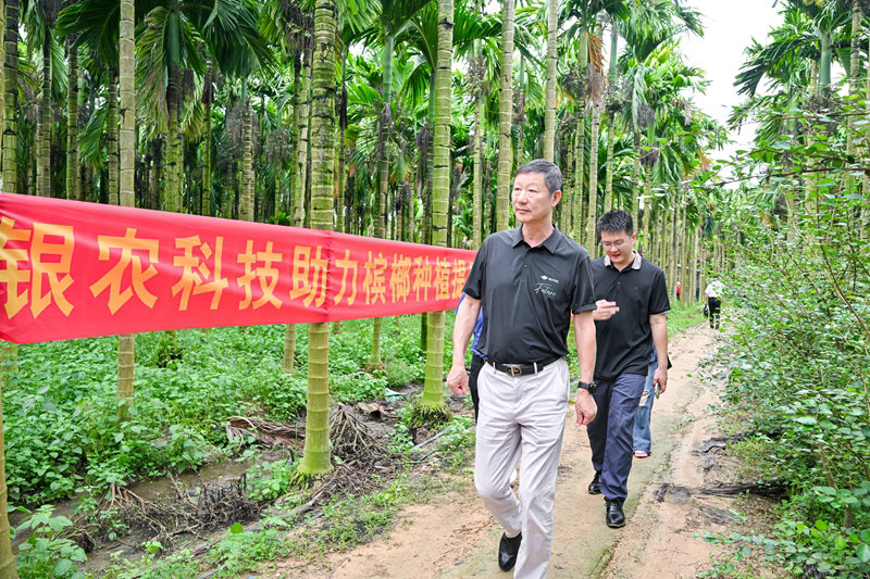 不斷創(chuàng)新納米農(nóng)藥，“銀農(nóng)三寶”助力檳榔提質(zhì)增收